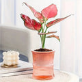 AquaBloom™ Self-Watering Planter | Transparent Double-Layer Smart Plant Pot
